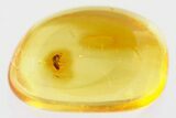 Detailed Fossil Wasp (Chalcidoidea) In Baltic Amber #367427-1